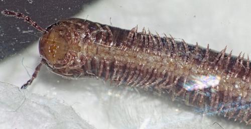 Réf. 337 258 : Cylindroiulus caeruleocinctus
